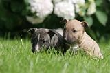 BULL TERRIER MINIATURE 209